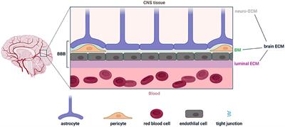 Changes in Brain Neuroimmunology Following Injury and Disease